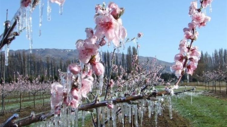 Circa 8600 ha de livezi au fost afectate de înghețuri. Aproape jumătate din roada de căise și prune – compromisă