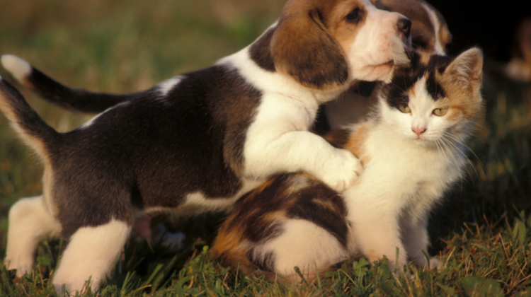 Ești din Chișinău și ai animale de companie? Iată cum poți beneficia de servicii gratuite de sterilizare