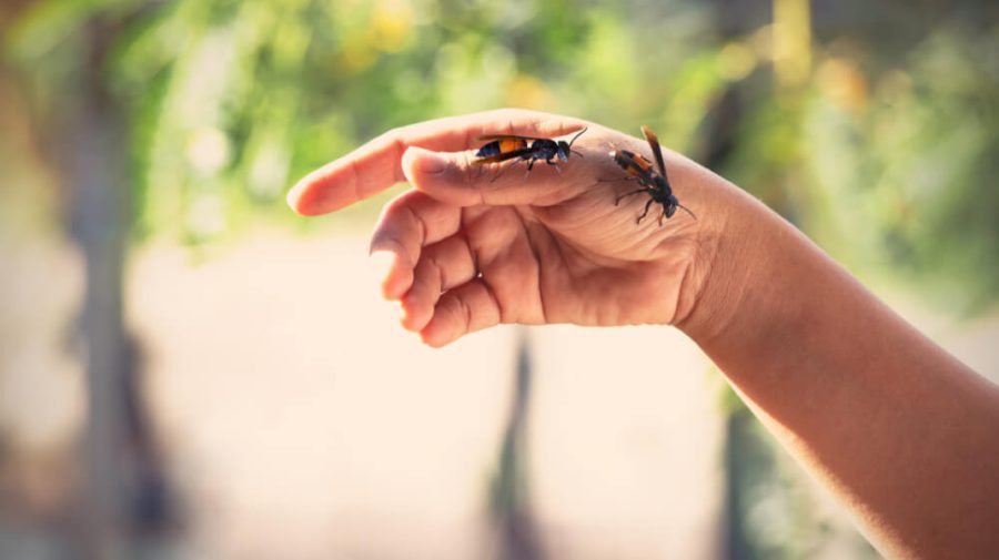 O femeie din Chișinău a scăpat ca prin minune, după ce a fost înțepată de un roi de albine