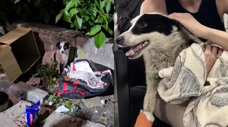 VIDEO Caz șocant la Hîncești: câine maltratat și abandonat la gunoi. Doi suspecți reținuți
