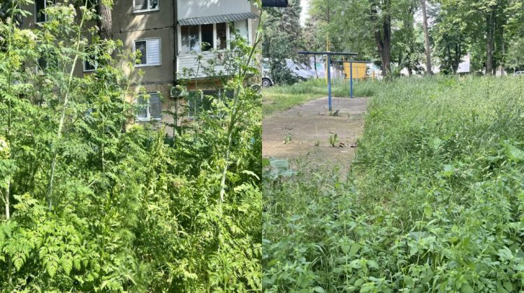 Curțile din Bălți au devenit junglă din cauza ierbii necosite. Locatarii așteaptă soluții