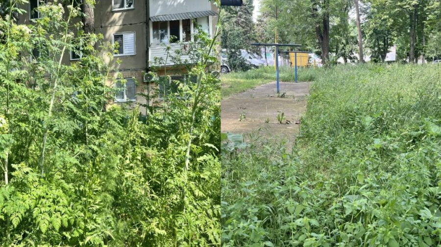 Curțile din Bălți au devenit junglă din cauza ierbii necosite. Locatarii așteaptă soluții