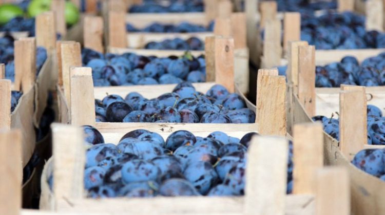 Rusia a pierdut, Europa a câștigat: Prunele Moldovei au emigrat definitiv în UE