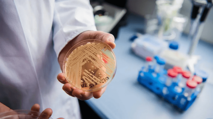 O ciupercă periculoasă face ravagii în spitalele din Europa și din întreaga lume