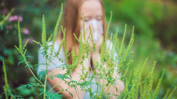 Totul despre alergia la ambrozie. De la primele simptome la măsuri de protecție