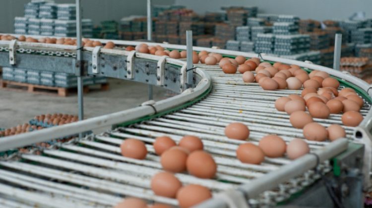 Prețurile produselor agricole din UE explodează: +5,6% în al doilea trimestru