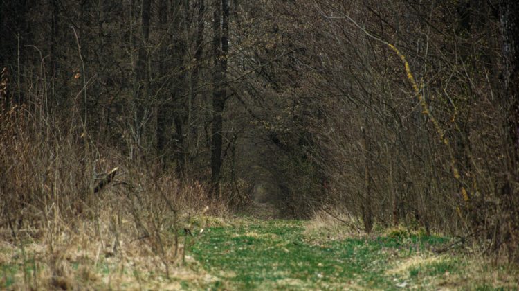 Tânărul dispărut de pe Aeroportul Chișinău, găsit strangulat într-o pădure. Poliția confirmă