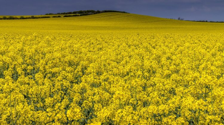 Aurul galben al Moldovei! Rapița a spart recordurile de export în 2025