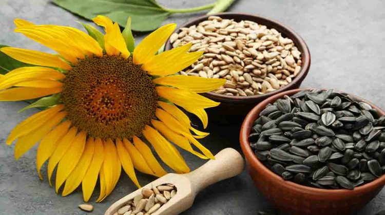 Moldova lansează 30 de specii de semințe hibride pentru o agricultură mai performantă