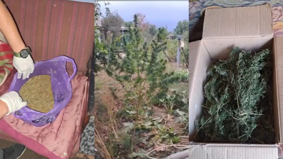 VIDEO Percheziții cu surprize la Cahul și Cantemir: Droguri de zeci de mii de lei și arme, ridicate