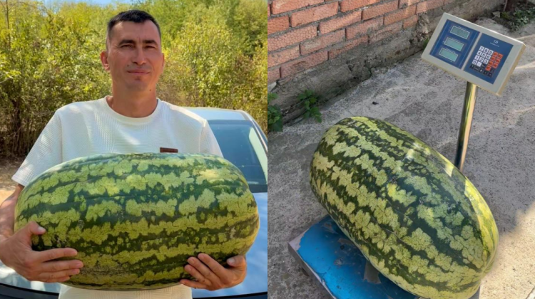 VIDEO Un harbuz gigant a crescut în grădina unui gospodar din raionul Căușeni