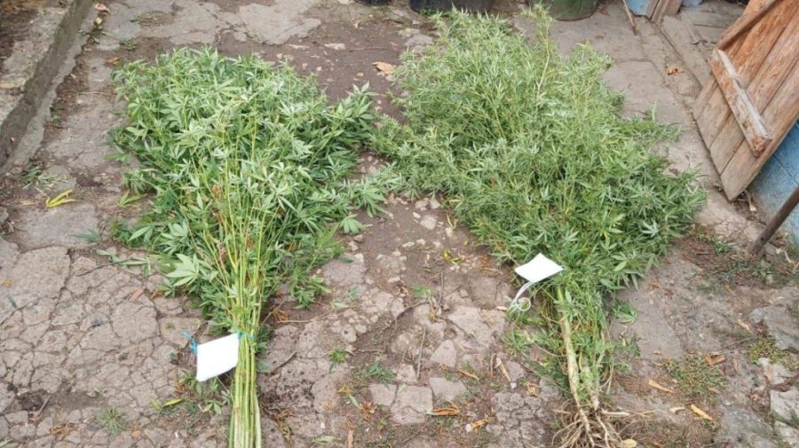 FOTO Bărbați prinși cu plante ilegale în Florești: Câte au fost confiscate de polițiști