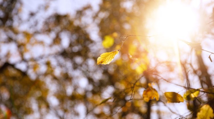 Zi de toamnă cu vreme plăcută: Soare și temperaturi de până la 27°C