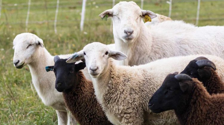 Pășuni uscate, furaje scumpe: Fermierii din sud-est în luptă cu seceta