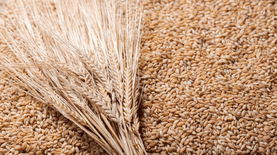 BANI.MD: Un offshore a cumpărat aproape jumătate din orzul moldovenesc