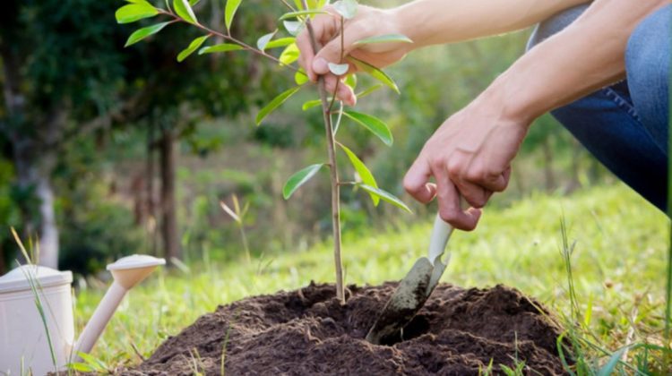 Peste 2500 de arbori vor fi plantați în Chișinău în această toamnă