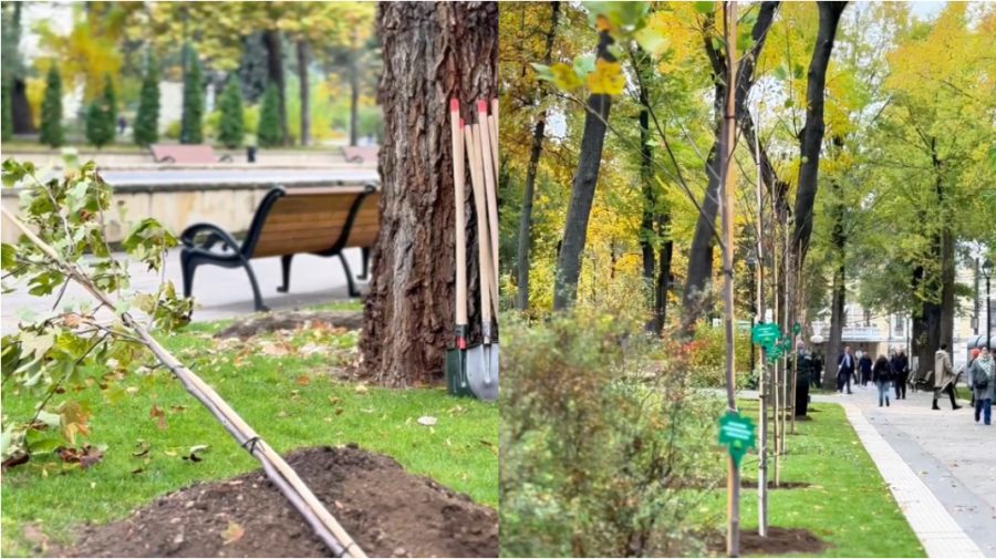 VIDEO Parcul Catedralei din Chișinău, mai verde! Peste 80 de arbori cu balot, de diferite specii, plantați