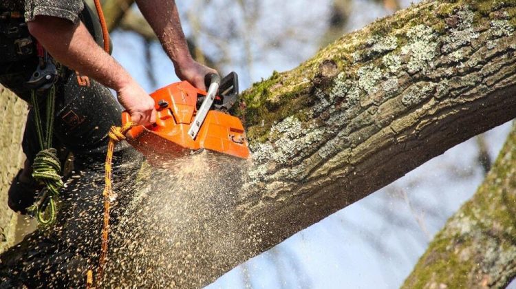 Tragedie la Olișcani: Un bărbat a decedat, după ce a căzut o creangă peste el. Era la serviciu în momentul incidentului