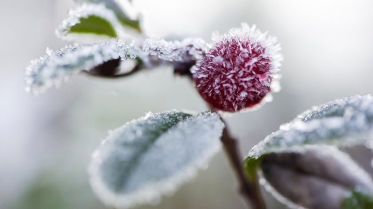 Vin înghețurile în Moldova: Meteorologii au emis cod galben pentru întreaga țară