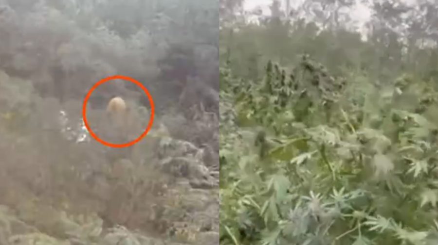 VIDEO A plantat cânepă într-o pădure pentru comercializare. Un bărbat din nordul țării, arestat