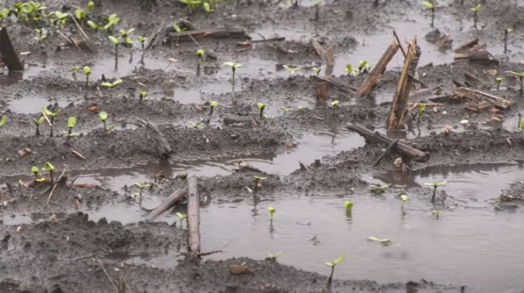 După trei ani de pierderi, ploile aduc speranță pe câmpurile pârjolite de secetă din Căușeni și Ștefan Vodă