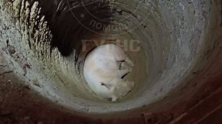 Un animal domestic, salvat de pompieri după ce a căzut într-o groapă de 5 metri, la Chițcani