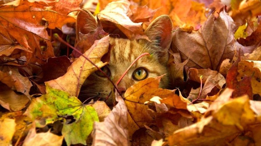 Vreme stabilă și cer parțial noros în Moldova, pe 17 octombrie