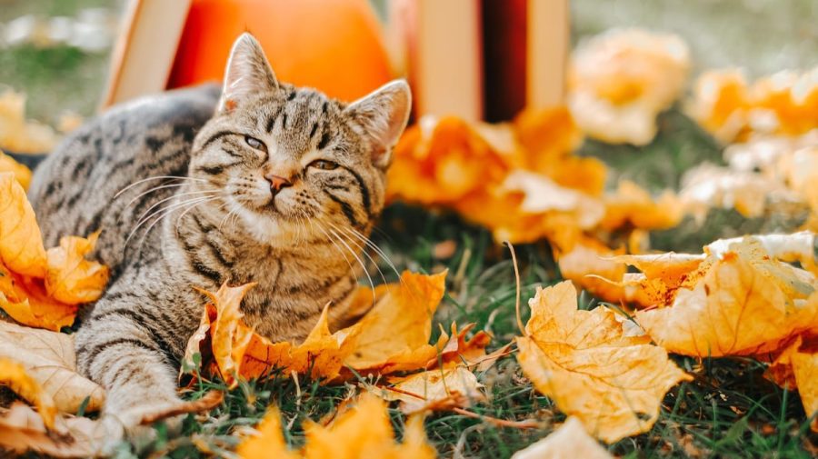 Vreme stabilă în Moldova: Temperaturi între +6 și +13 grade Celsius