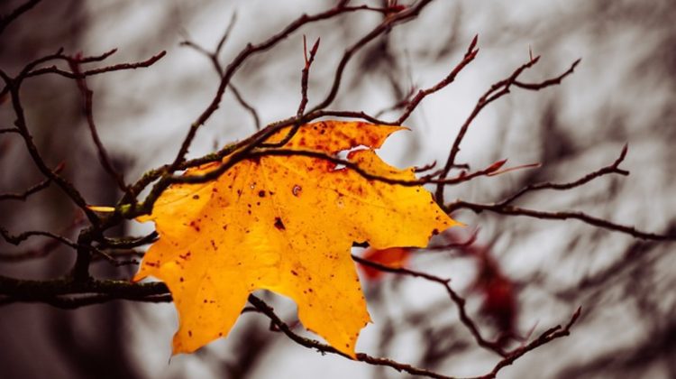 Ploi de scurtă durată și temperaturi potrivite pentru finalul lunii octombrie