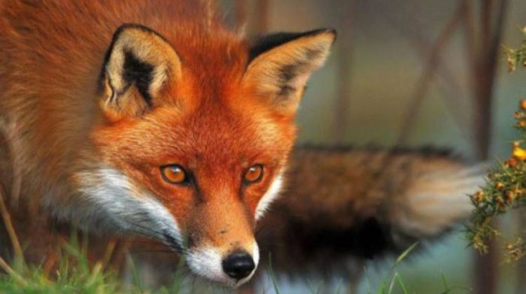 Start campaniei de vaccinare a vulpilor împotriva rabiei! ANSA vine cu recomandări către cetățeni