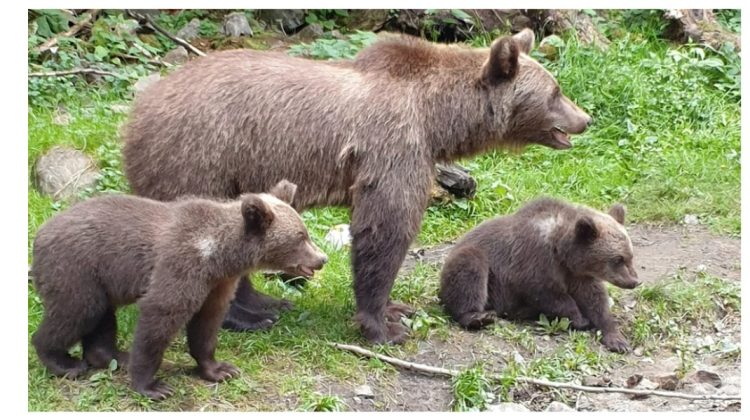 Atenție сălători! Amenzi grave în România pentru cei care hrănesc urșii