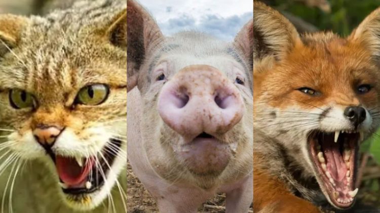 Două cazuri de rabie și un focar de pestă porcină africană, confirmate în Moldova