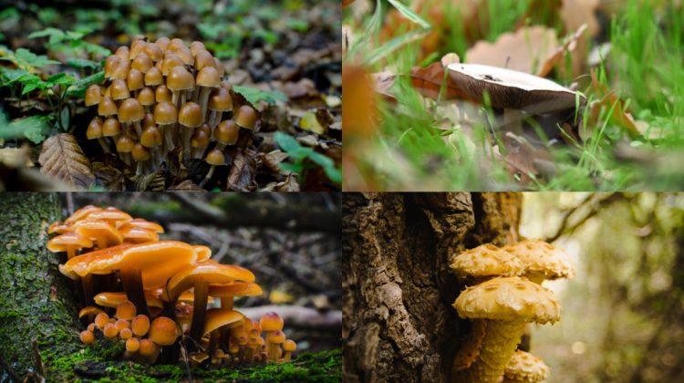 După ploile din octombrie, pădurile Moldovei s-au umplut de ciuperci: 57 de specii, toxice