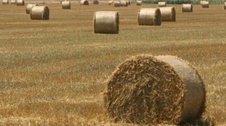 Moldova va intensifica controlul la importul de fân și paie din țări terțe: Măsuri contra febrei aftoase