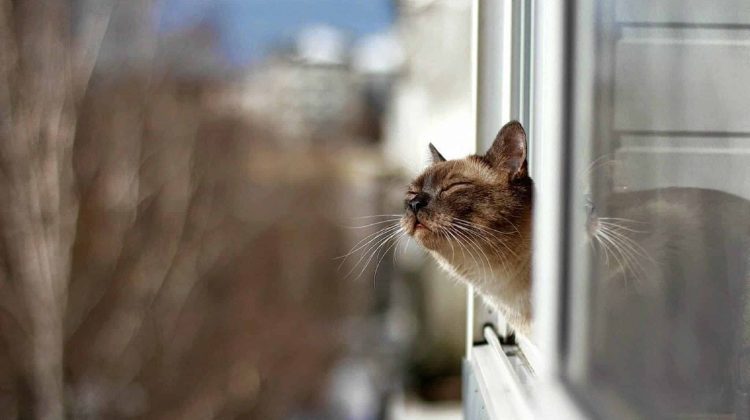 Cer noros și ceață în Moldova: temperaturi stabile, fără precipitații